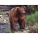 Alaskas Majestic Wildlife download