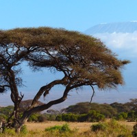Prøv kræfter med at bestige Kilimanjaro